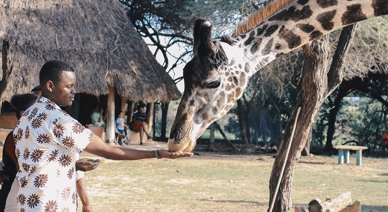 Ein Mann fütterte eine Giraffe