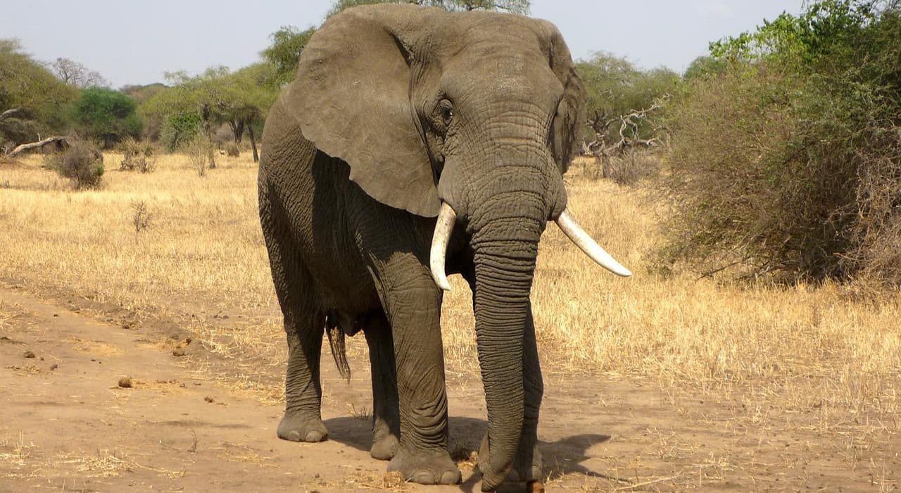 Elefant